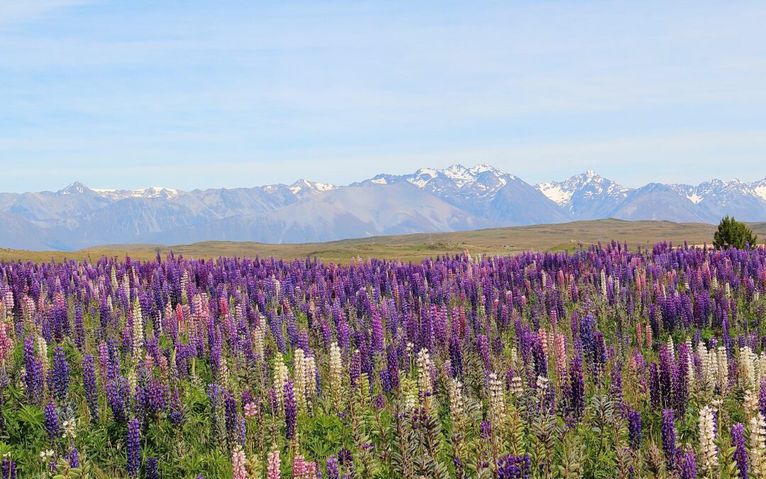 A Liberdade e o Padrão de Jesus