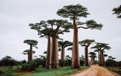 A Natureza da Regeneração